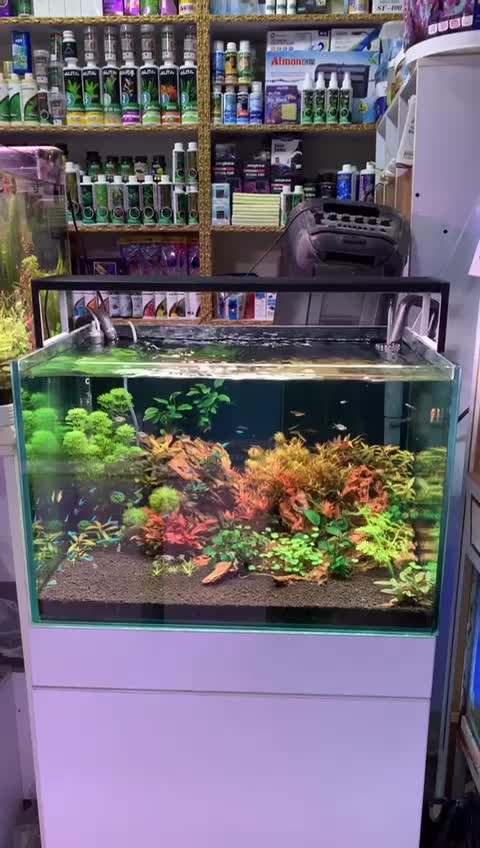 انواع اکواریوم،تجهیزات شور و شیرین|ماهی|کرمانشاه, |دیوار