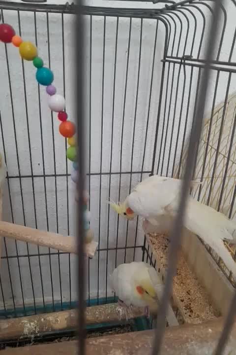 عروس هلندی|پرنده|کیش, |دیوار