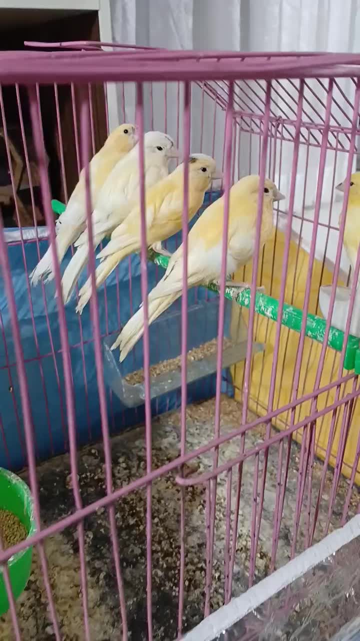 قناری پرتغالی حاضر اماده جفت|پرنده|سیب و سوران, |دیوار