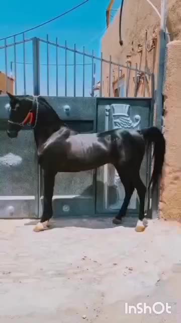 فروش اسب عرب رنگ مشکی|اسب و تجهیزات اسبسواری|باغستان, |دیوار
