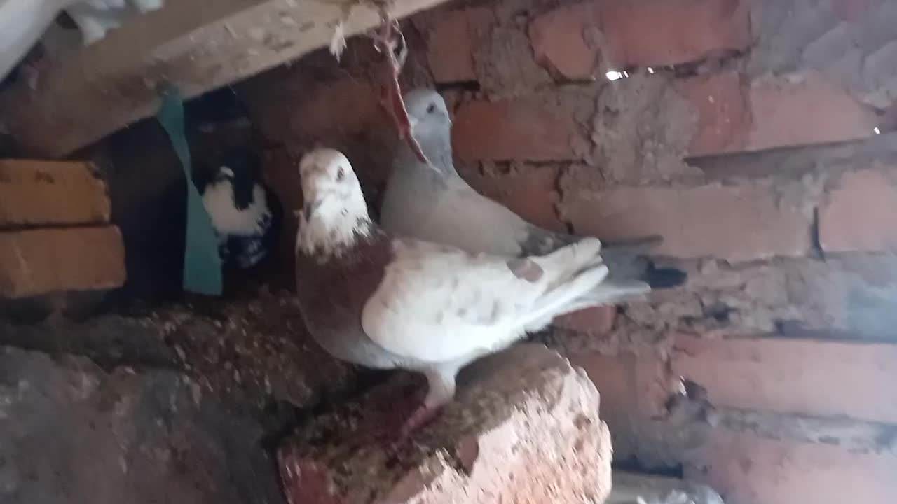 کفتر .. کبوتر|پرنده|زهان, |دیوار