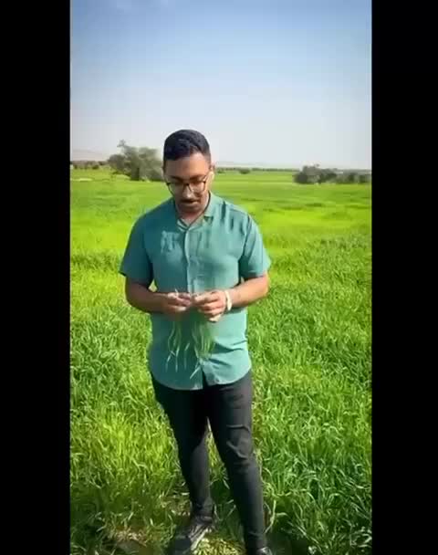 افزایش تناژ برداشت گندم|خدمات باغبانی و درختکاری|بروجن, |دیوار