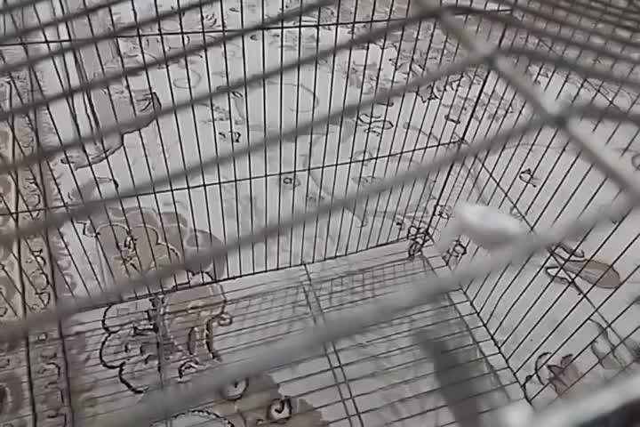 فنچ‌ نرگسی یا مصری  نر سفید|پرنده|صدرا-فارس, فاز ۲|دیوار