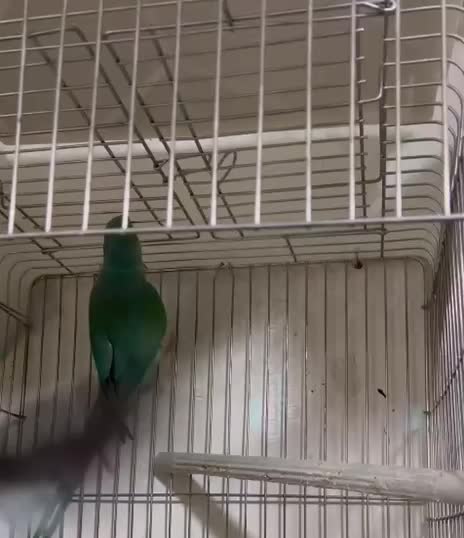 جفت طوطی ملنگو آبی مولد|پرنده|شیراز, منطقه هوایی شهید دوران|دیوار