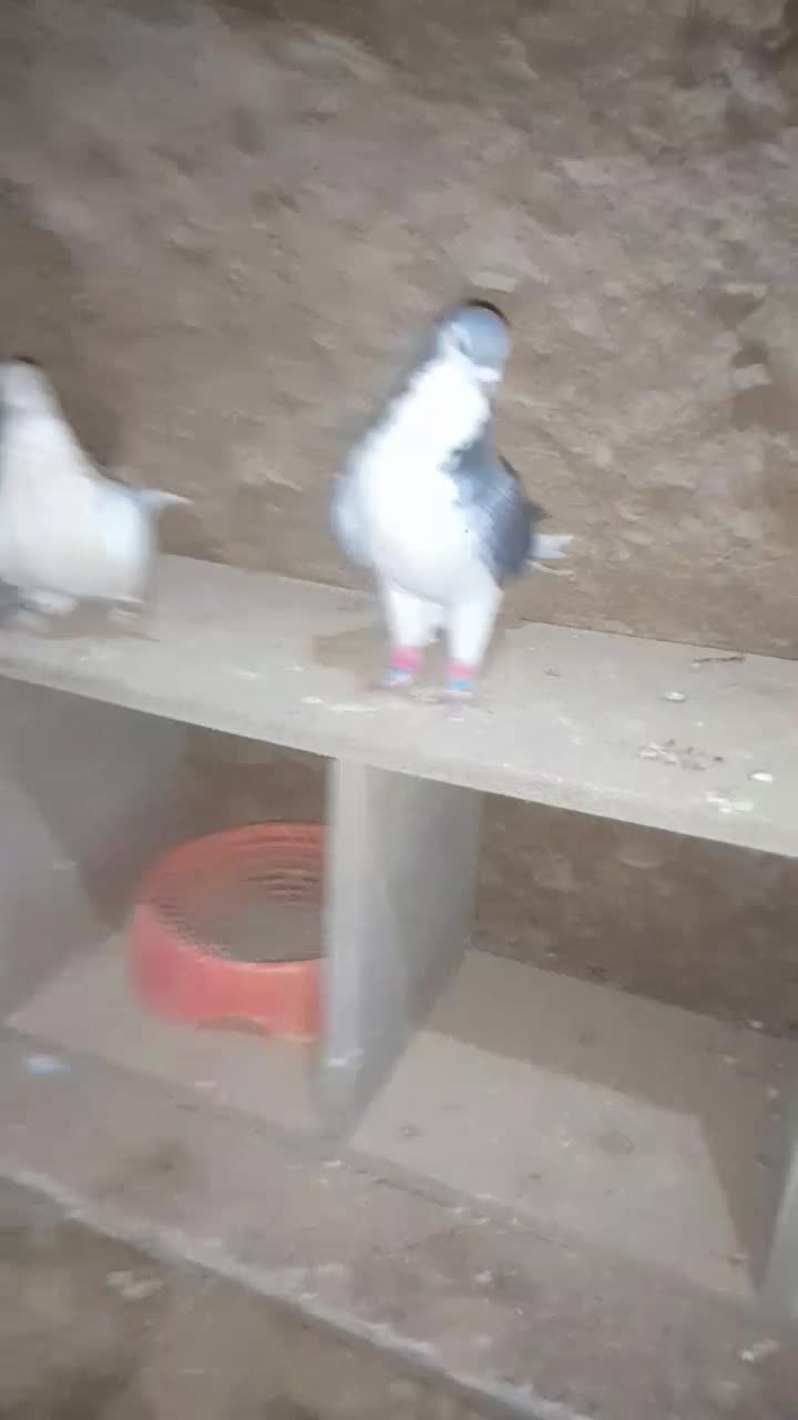 کفتر فروشی|پرنده|سلامی, |دیوار