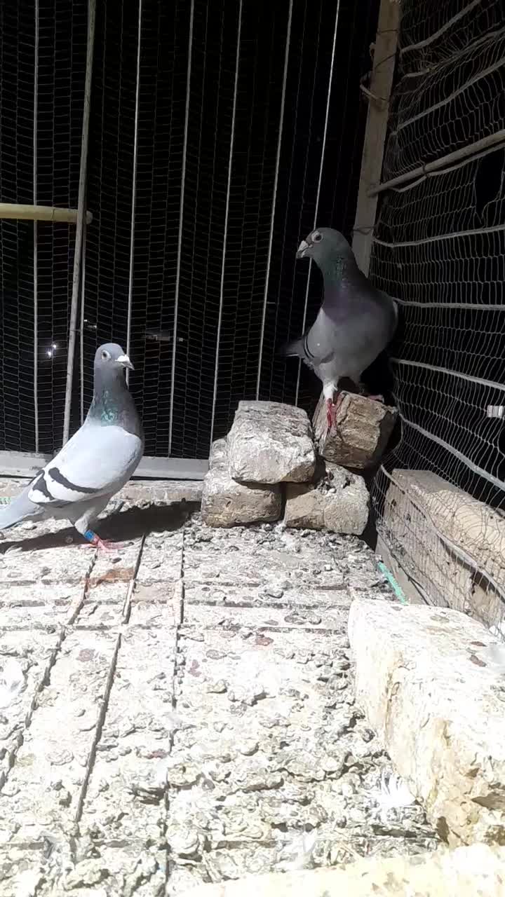 کفتر المانی پلاکی جانسون مولر سارتخت|پرنده|رضویه, |دیوار