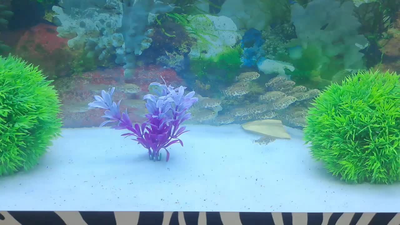 جوجه اسکار تعداد ..دورود|ماهی|بروجرد, |دیوار