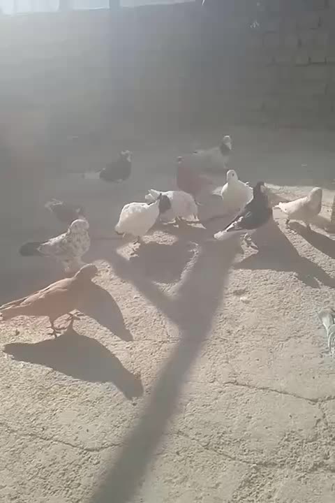 کفتربوم|پرنده|اسفراین, |دیوار