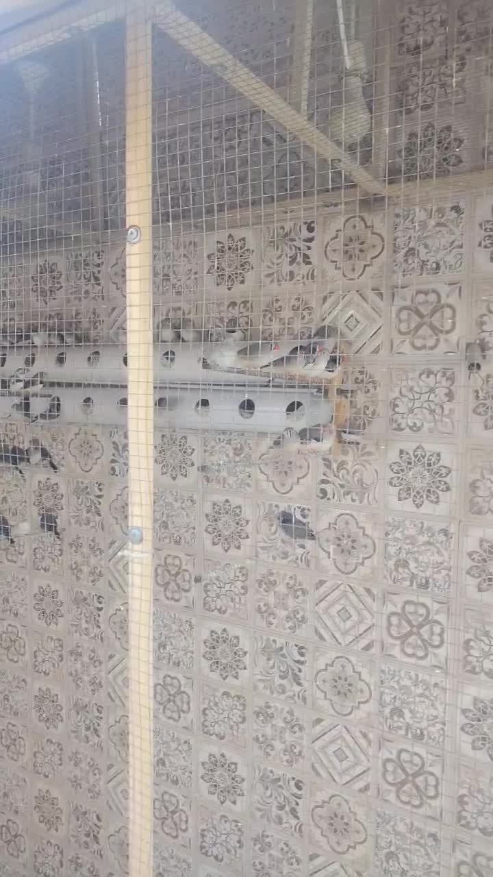 فنچ زبرا|پرنده|مرودشت, ثبت احوال|دیوار