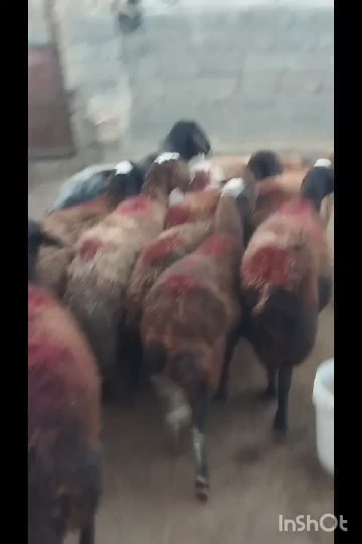 میش آبستن افشاری|حیوانات مزرعه|سبزوار, قائم|دیوار