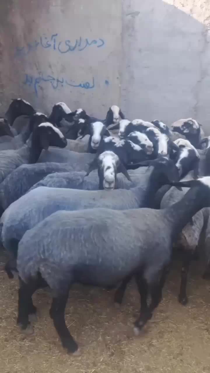 گوسفند نژاد شال|حیوانات مزرعه|کرمانشاه, |دیوار