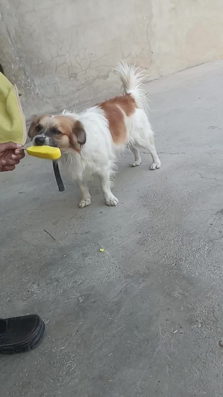 سگ ها|سگ|سورنا, |دیوار