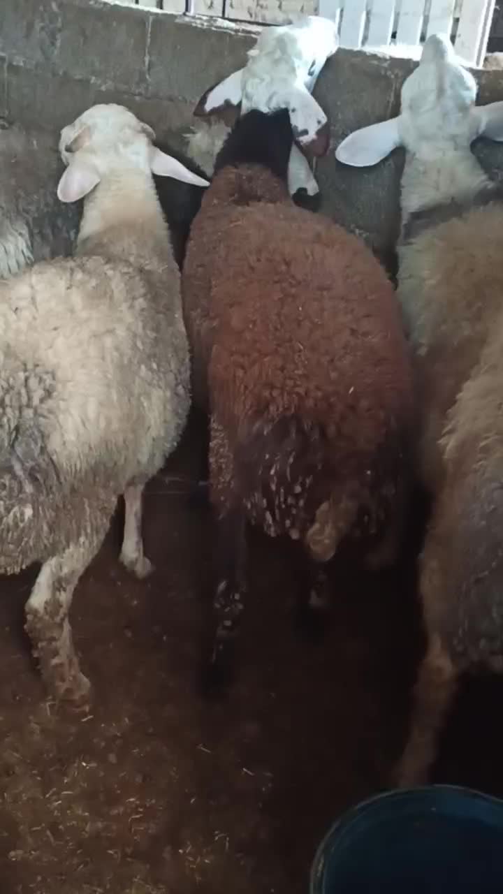 چهارراس نربره آس چاق خمیرجوخورده|حیوانات مزرعه|آزادشهر, |دیوار