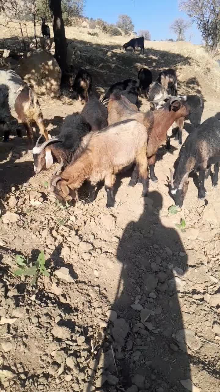 بز داشتی وکشتی|حیوانات مزرعه|شاهیوند, |دیوار