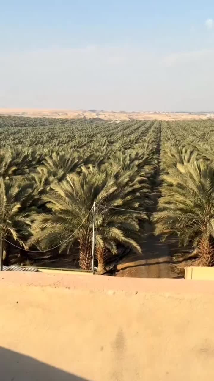 نخل درصدی(نخل فلاحه)|خدمات باغبانی و درختکاری|شادگان, |دیوار