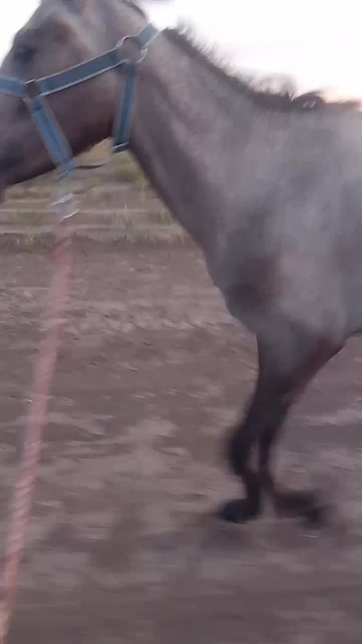 اسب|اسب و تجهیزات اسب‌سواری|طاغنکوه, |دیوار