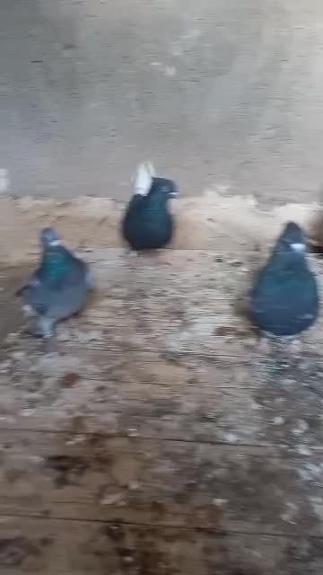 کفتر|پرنده|بم, |دیوار