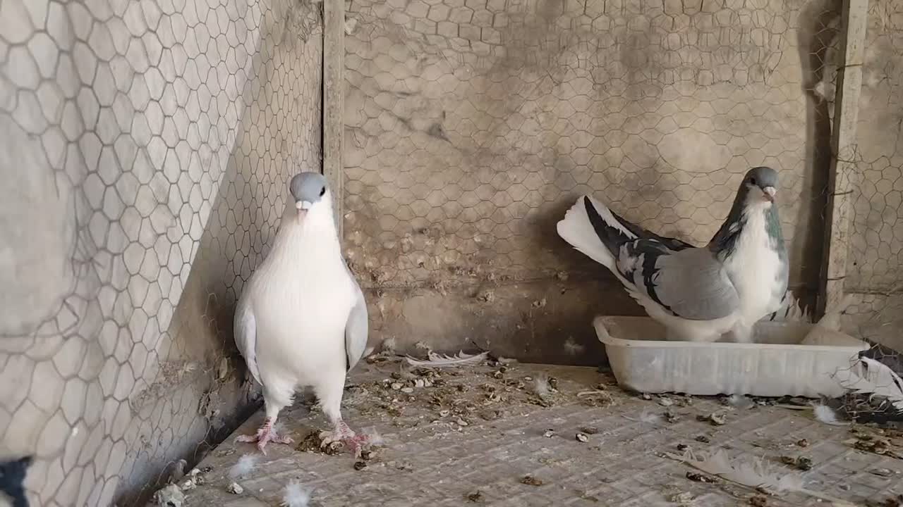 فروش یک جفت خوشرنگ سبز|پرنده|مبارکه, |دیوار