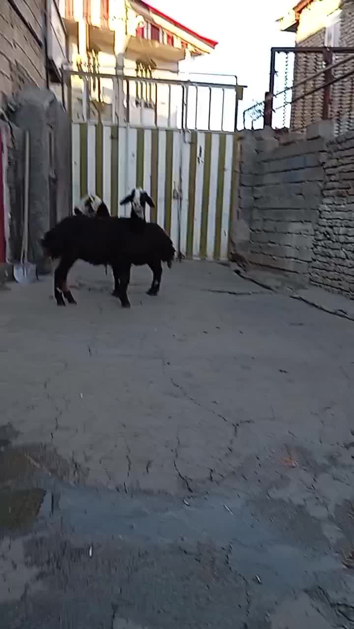 گوسفند|حیوانات مزرعه|الشتر, |دیوار