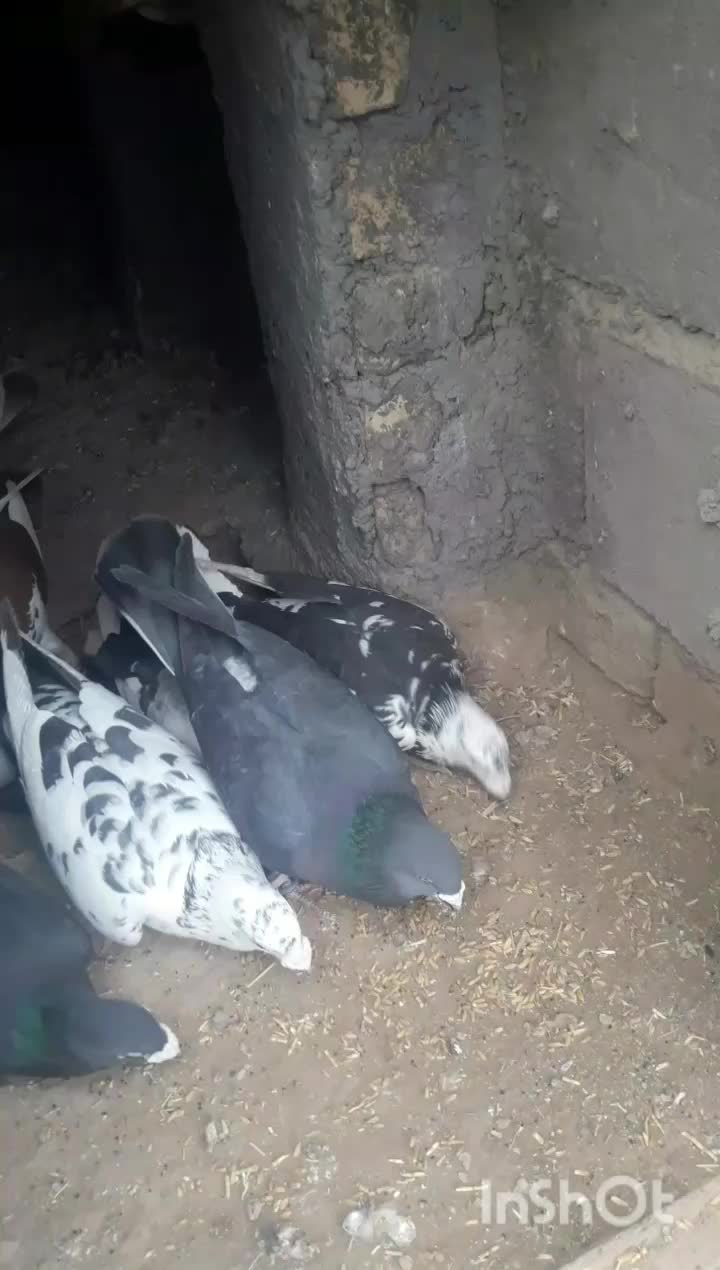 کفتربوم|پرنده|سیدآباد, |دیوار