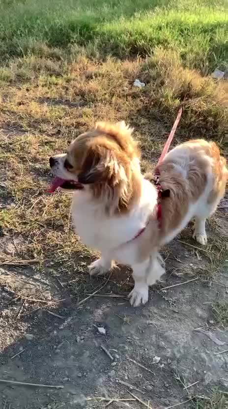 پاکوتا خوشکل ماده|سگ|رامیان, |دیوار