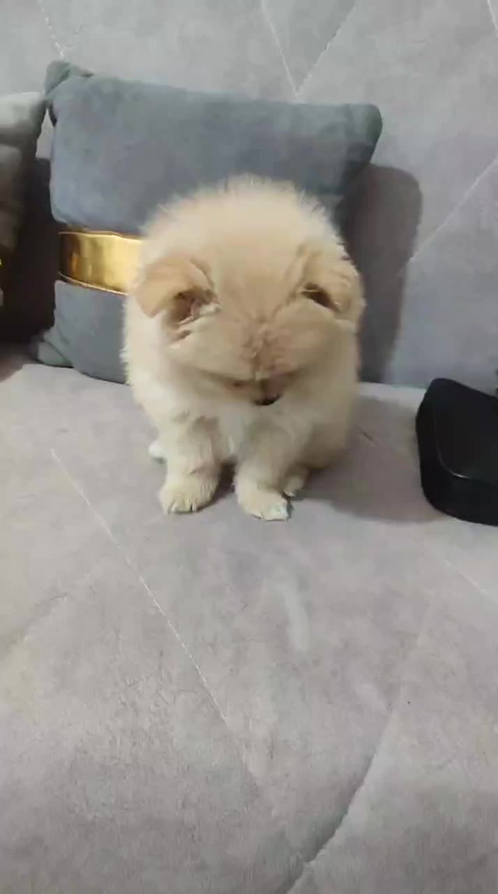 پامر خرسی ماده|سگ|بندرعباس, |دیوار