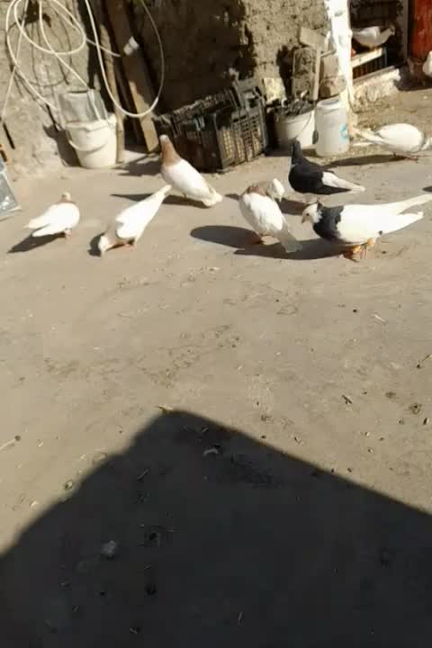 کبوتر|پرنده|نیشابور, بلوار گلها|دیوار