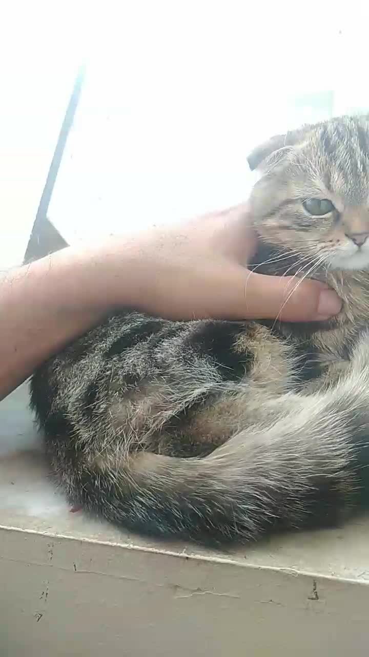 بچه گربه تبی فلد|گربه|تهران, بلوار کشاورز|دیوار