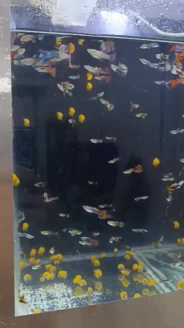 آکواریوم ماهی گوپی مولد و بچه ماهی|ماهی|هشتگرد, شهرک ریحانه|دیوار