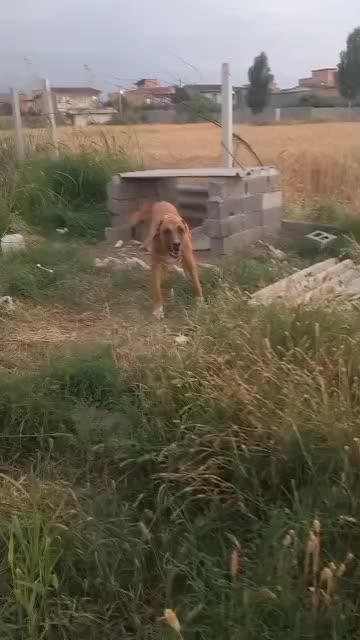 سگ گمشده|حیوانات|گرگان, |دیوار