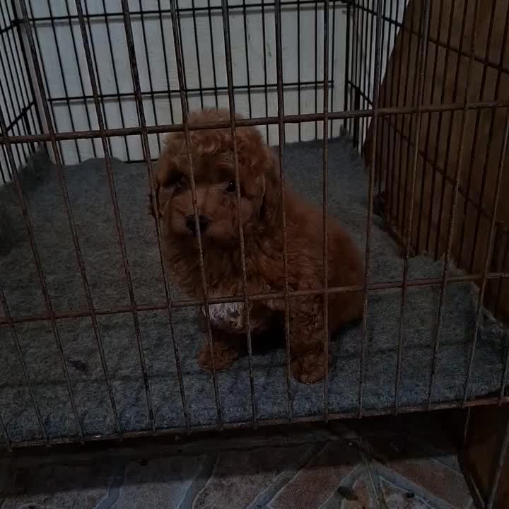 توی پودل نر|سگ|قائمشهر, |دیوار