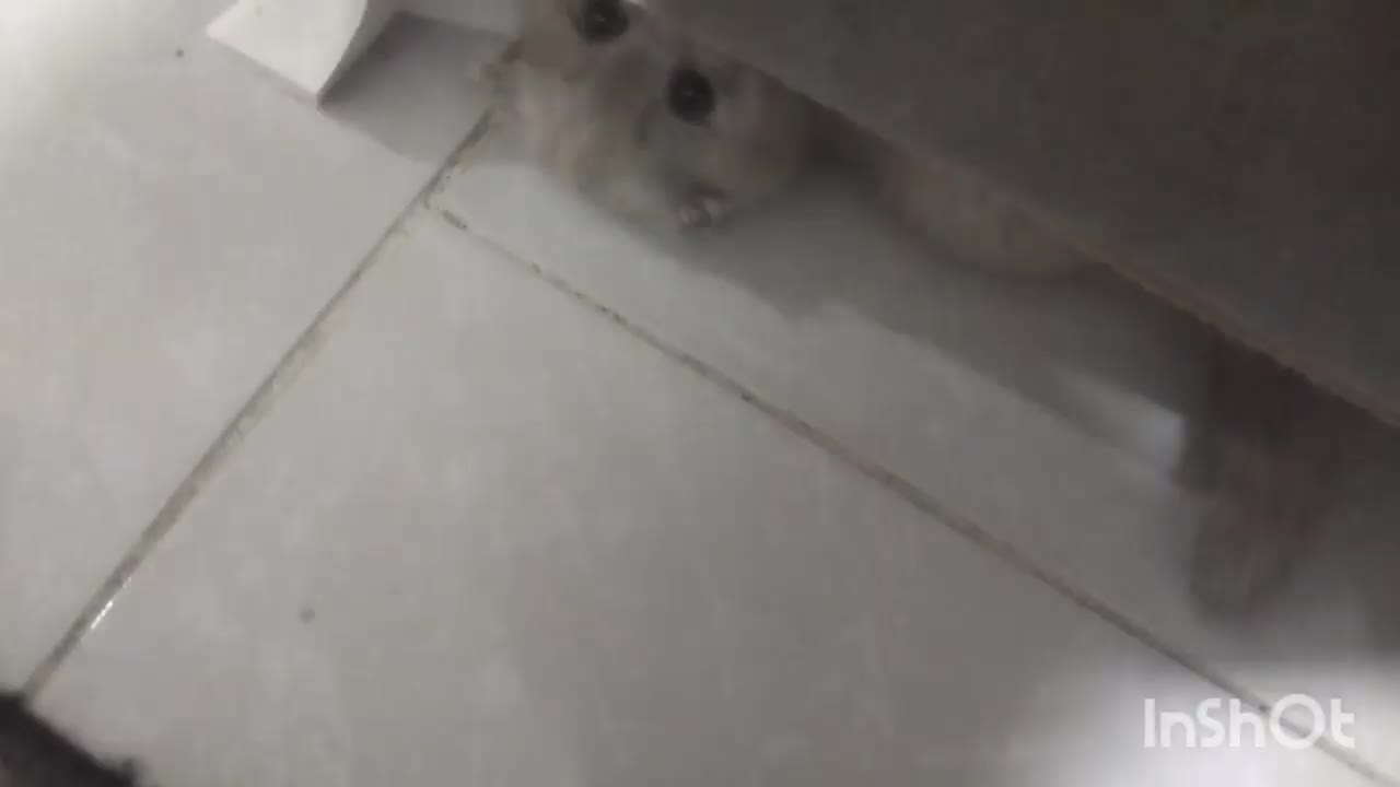 یه قلاده بریتیش اسکاتیش تریپل فولد لیلاک نر|گربه|مشهد, کوثر|دیوار