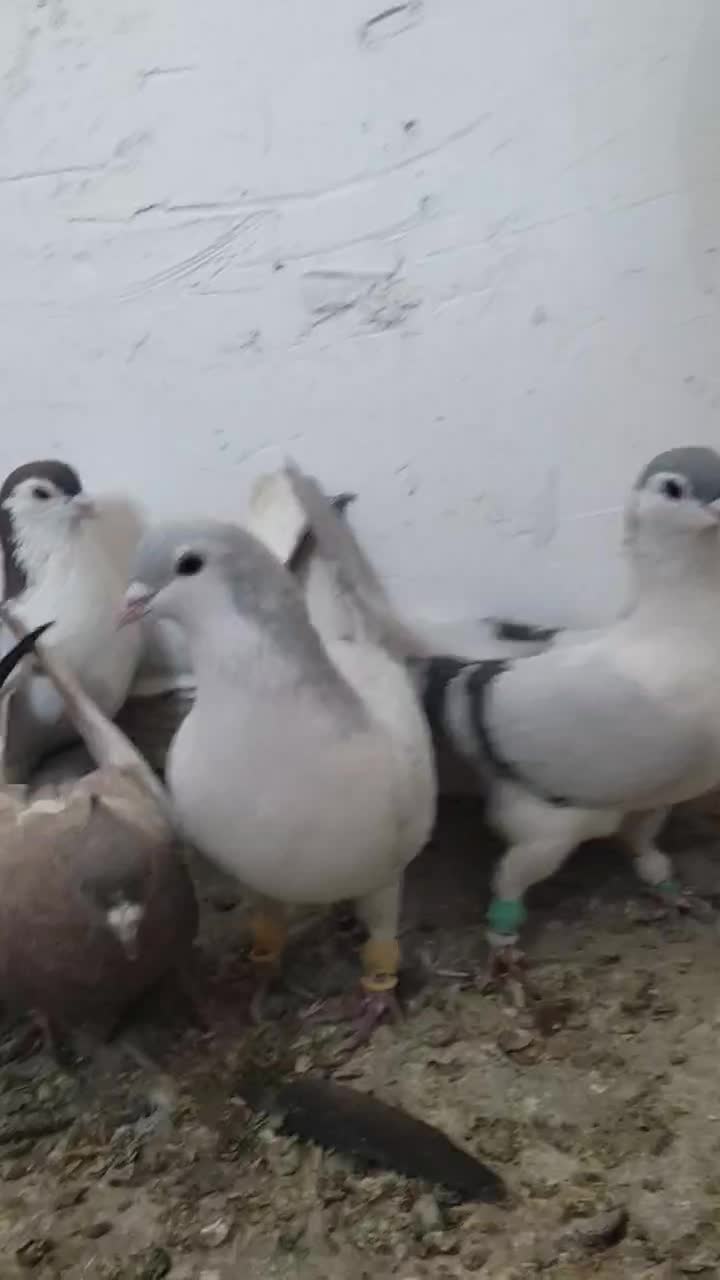 کفتر رنگه بووم|پرنده|مشهد, کوشش|دیوار