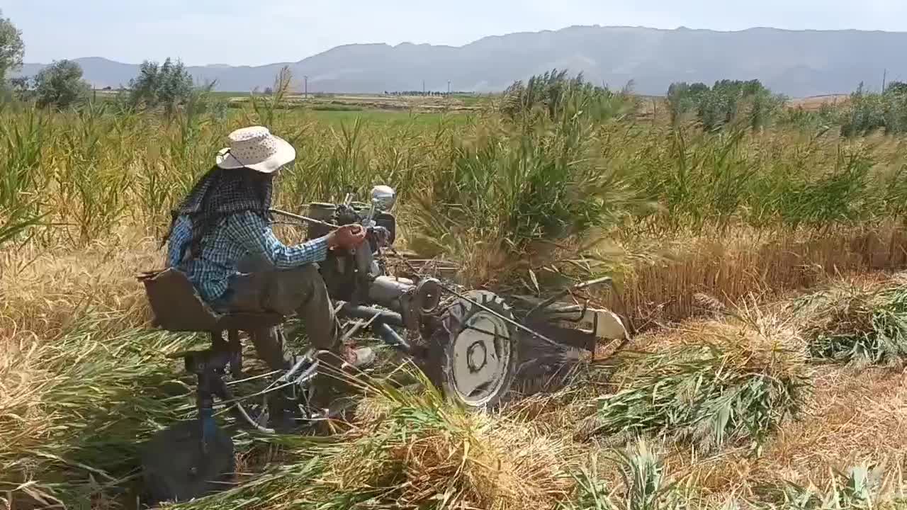 تیلر گندم چین ۳چرخ فابریک اصل ایتالیایی بافه بند|ماشین‌آلات صنعتی|فریدونشهر, |دیوار