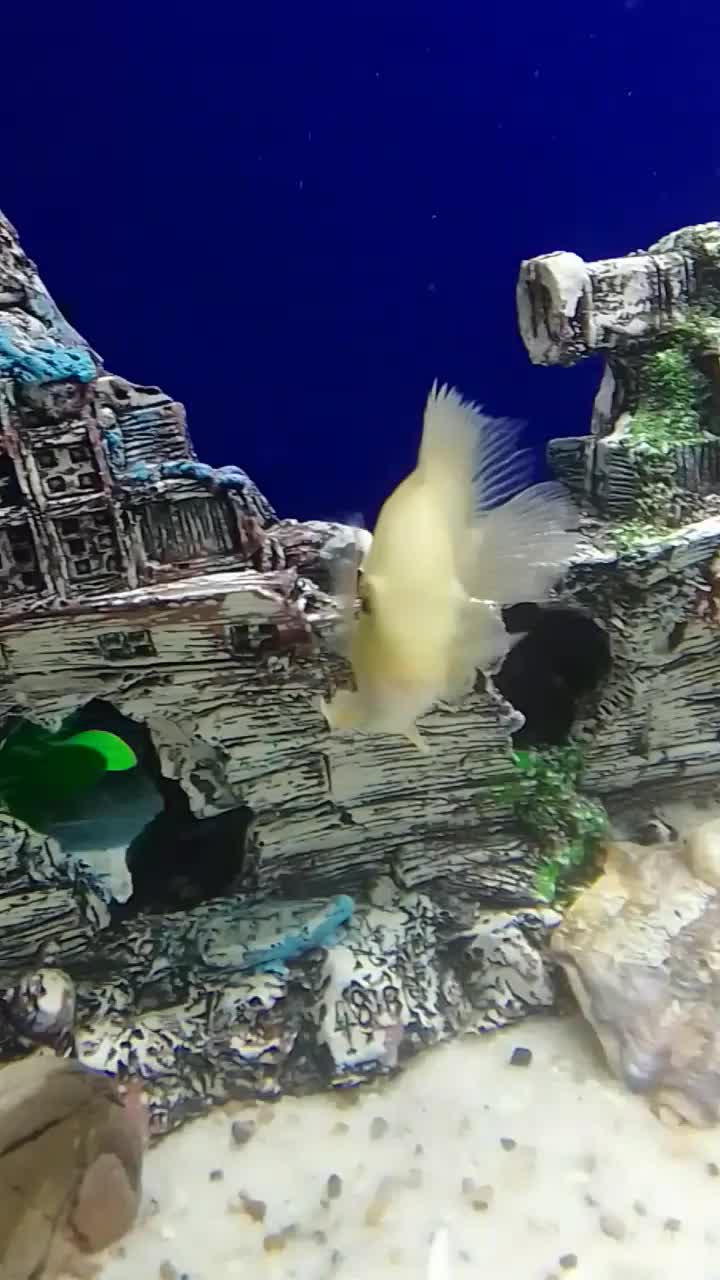 ماهی اکواریوم|ماهی|مریوان, |دیوار