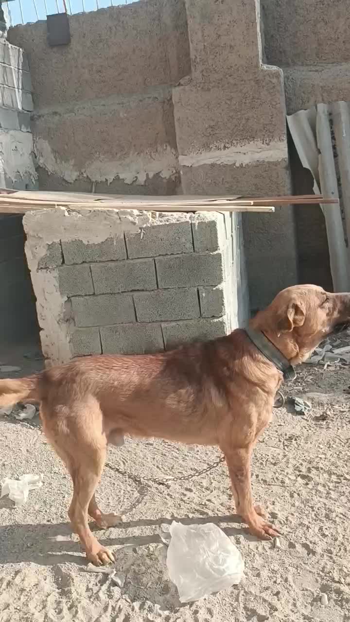 سگ پژدر|سگ|رباطکریم, شهرک صنعتی زوارهای|دیوار