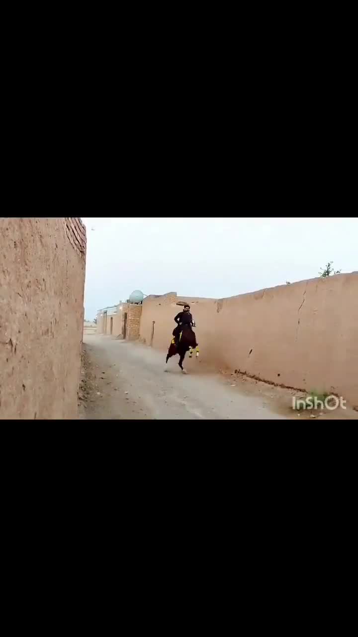 اسب کره مادیون کورد|اسب و تجهیزات اسبسواری|مهریز, |دیوار