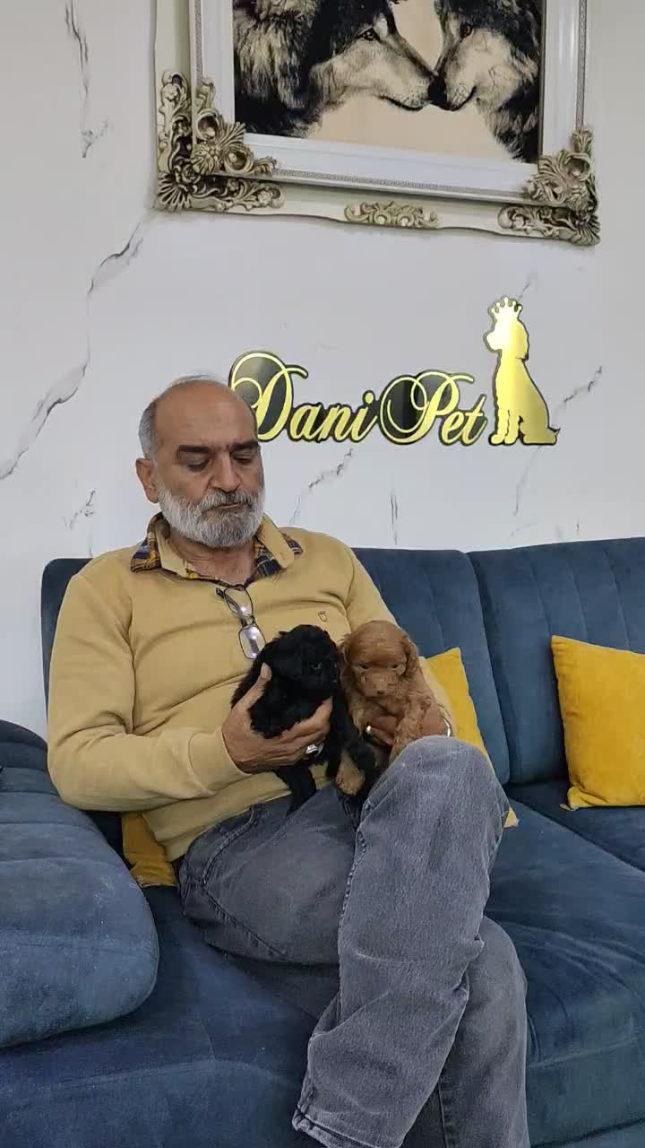 واگذاری توله سگ خانگی پودل فرفری|سگ|تهران, وردآورد|دیوار