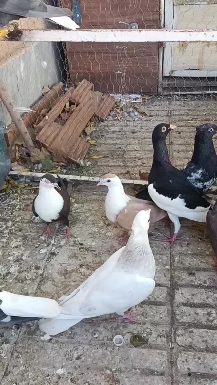 کفتر هفترنگ دم سفید.یهودی.سینه سیاه.کلاغ دم سفید|پرنده|سبزوار, جوادیه شرقی|دیوار