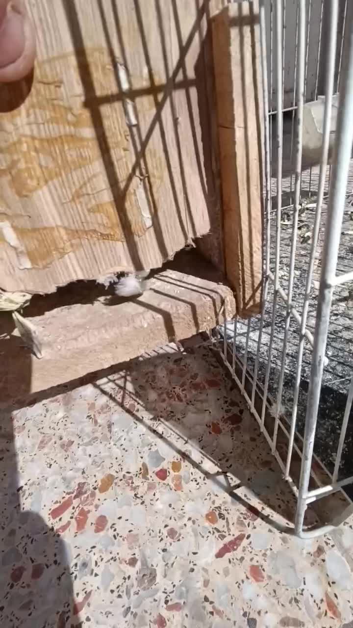 عروس هلندی جفت|پرنده|شیراز, لب آب|دیوار