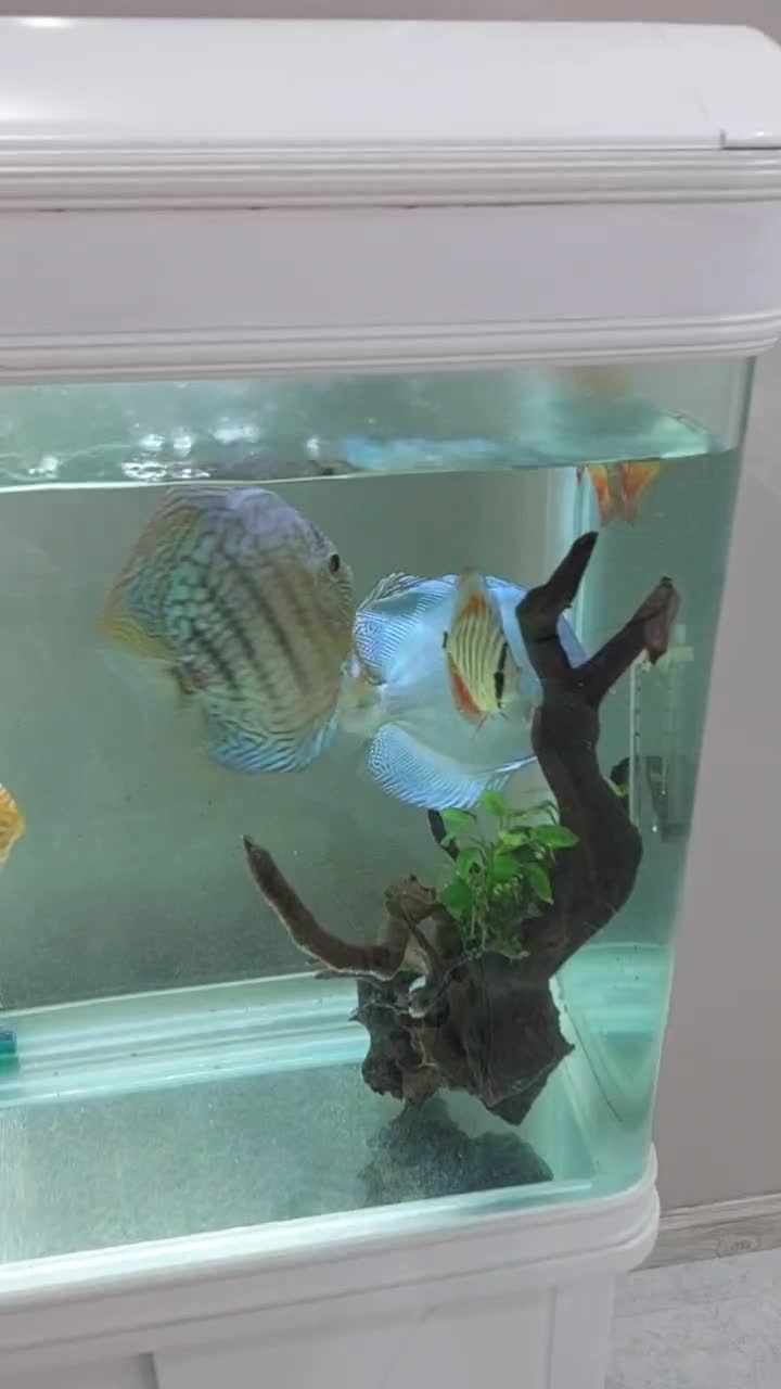 ۶ عدد دیسکس|ماهی|مشهد, شهید رضوی|دیوار