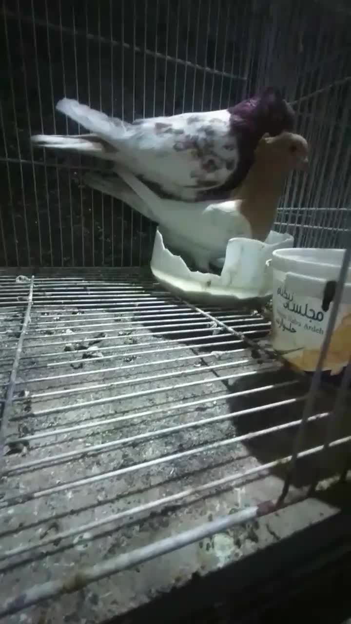 کفتر  کله  نر ماده|پرنده|گلبهار, شهر جدید گلبهار|دیوار