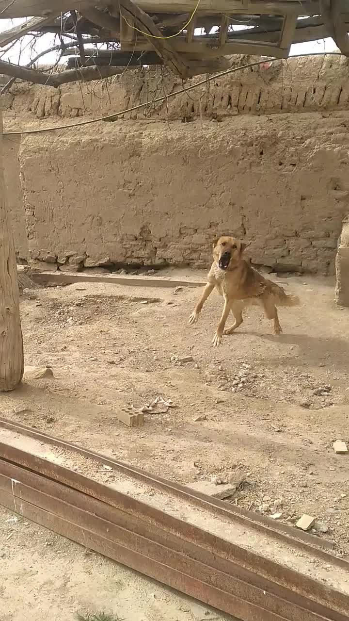 سگ نگهبان|سگ|لالجین, |دیوار