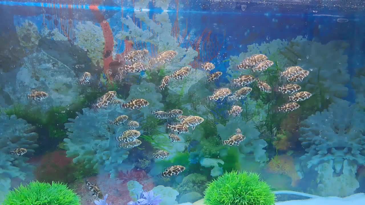 جوجه ماهی اسکار دوبندی|ماهی|دورود, |دیوار