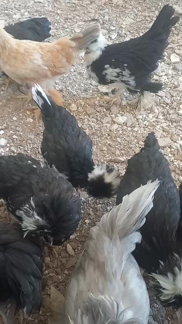 فروش خروس سلطان|حیوانات مزرعه|سیرجان, |دیوار