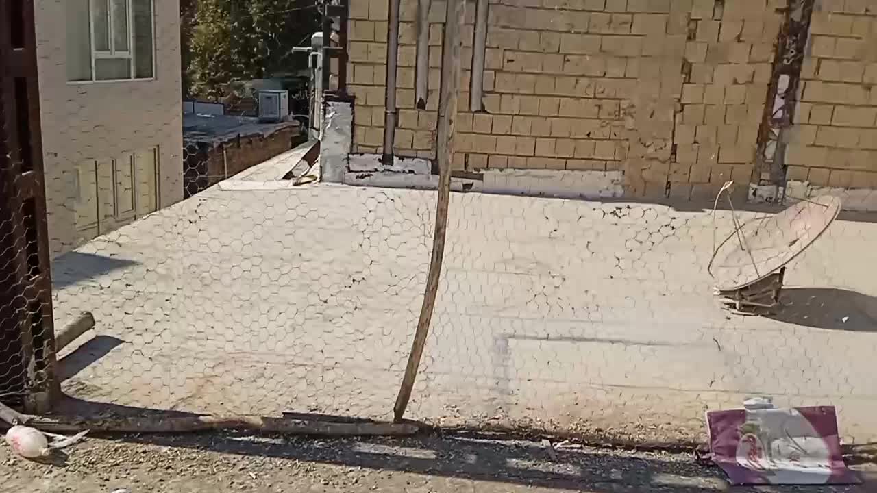 کبوتر فروشی|پرنده|جوانرود, |دیوار