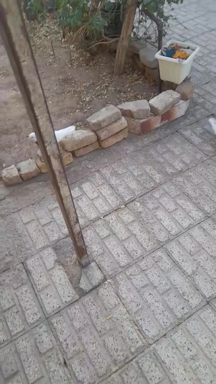 ۴ تا کفتر|پرنده|قائن, |دیوار