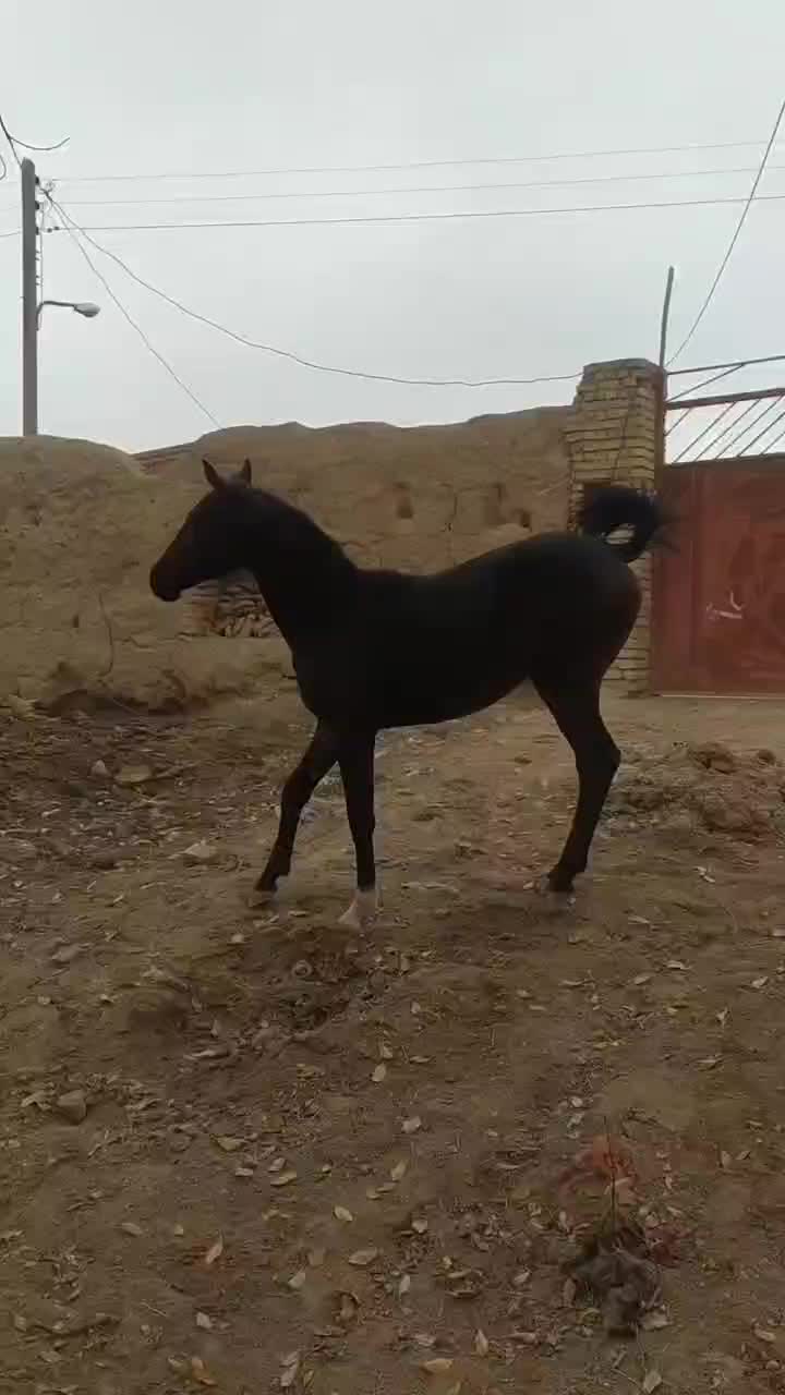 کره اسب نریان کرد. عشق بازش باشی از فیلم میفهمی|اسب و تجهیزات اسب‌سواری|فامنین, |دیوار