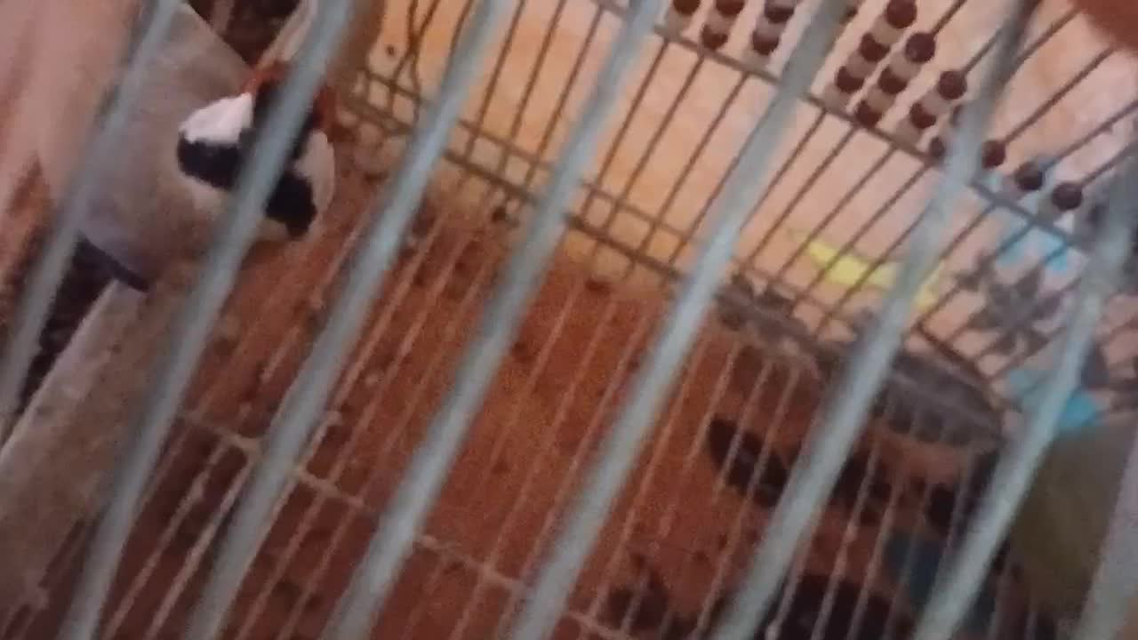 فرش یک عدد سهر سپیدان جوجه پارسال گل تکمیل|پرنده|سپیدان, |دیوار