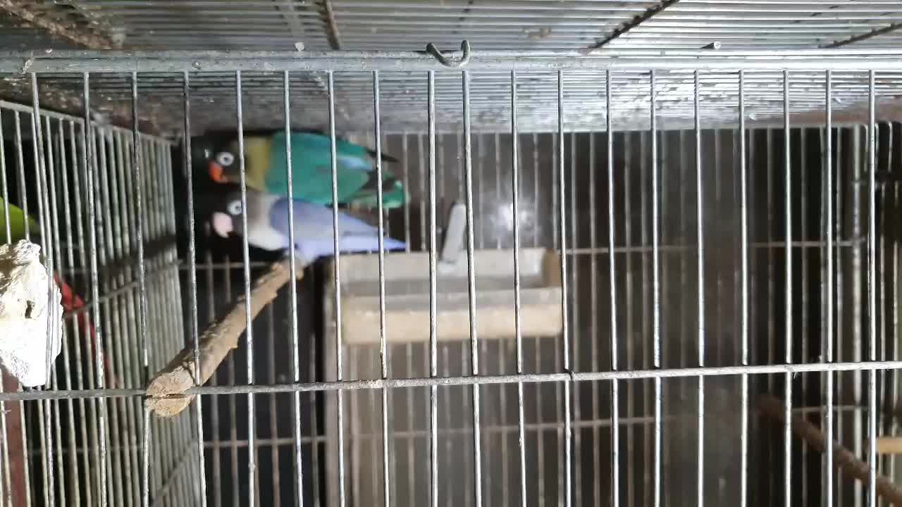 کوتوله برزیلی مولد|پرنده|سرخنکلاته, |دیوار